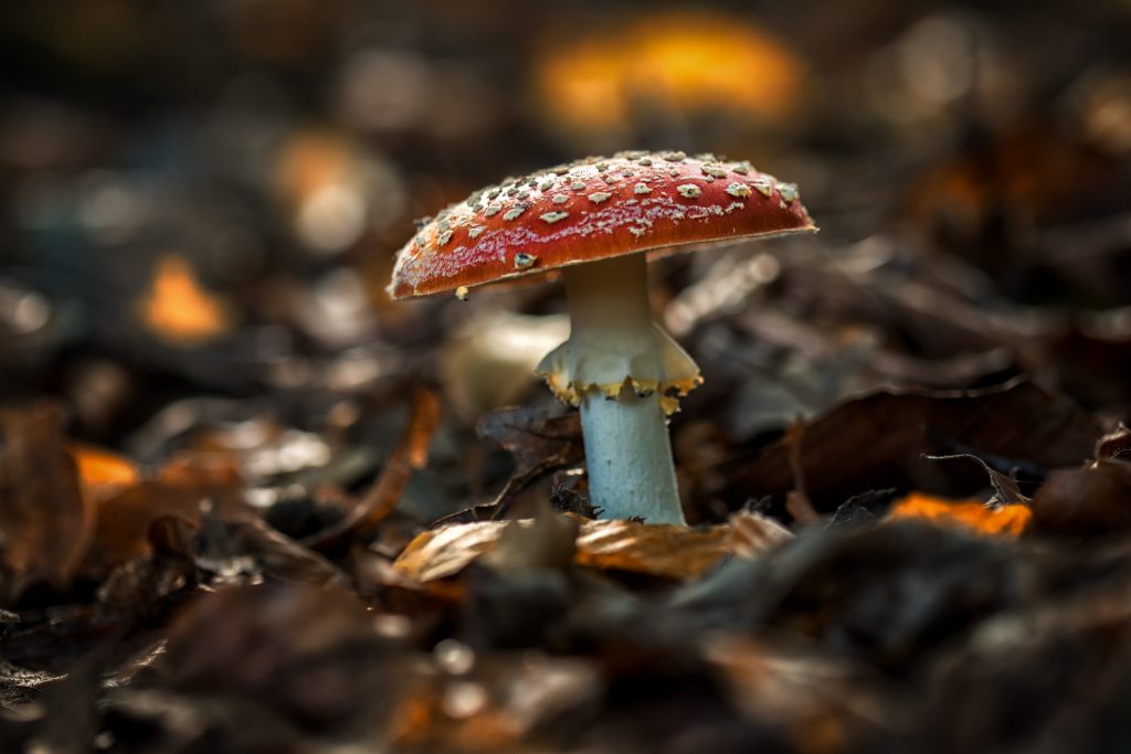 Lees meer over het artikel Autumn and mushrooms