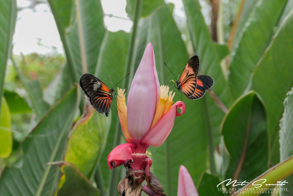 Lees meer over het artikel Vlindorado Tropical Butterfly Garden