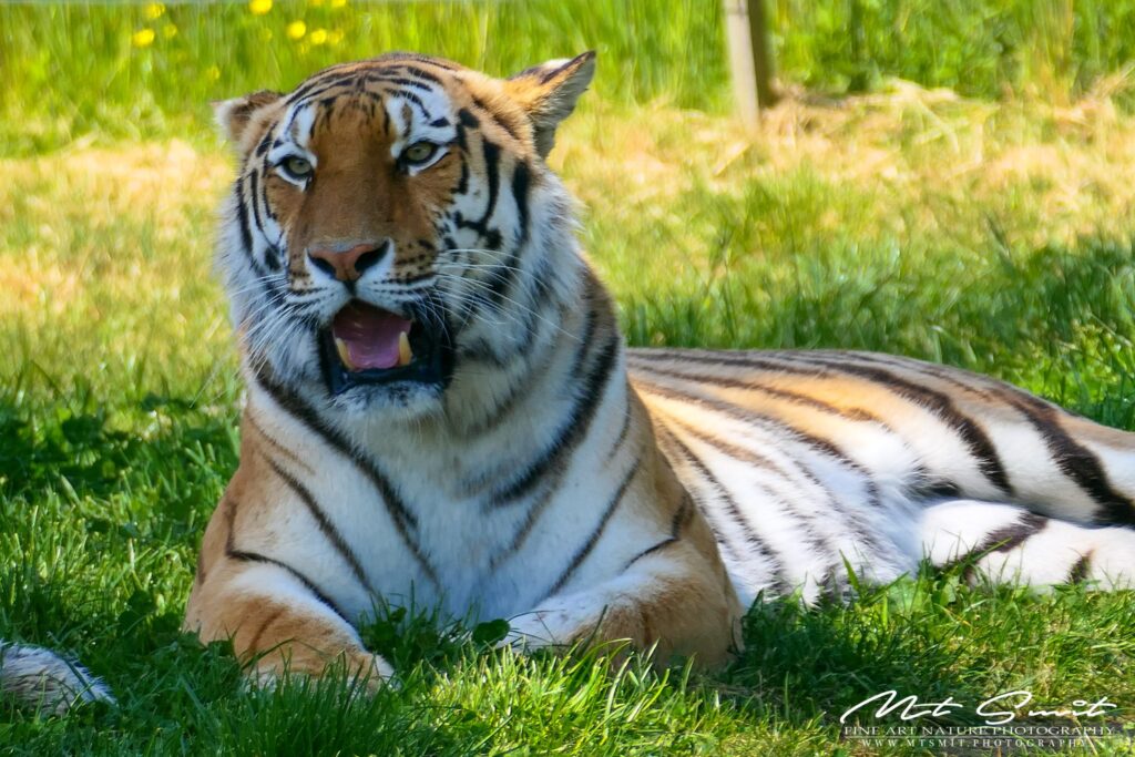 Lees meer over het artikel The Amur Tigers in AquaZoo