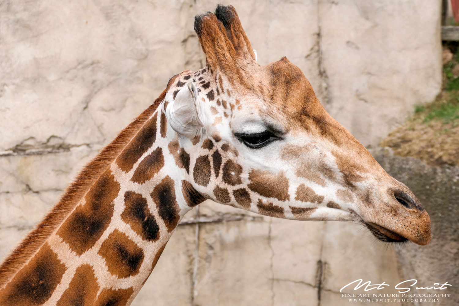 GIRAFFE
