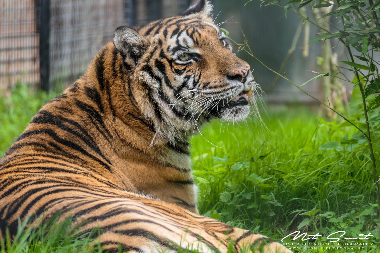 BENGAL TIGER