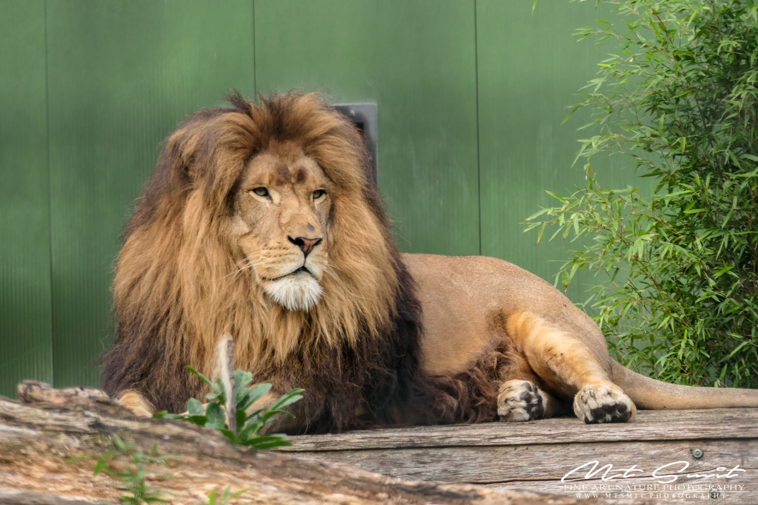 BIG MALE LION