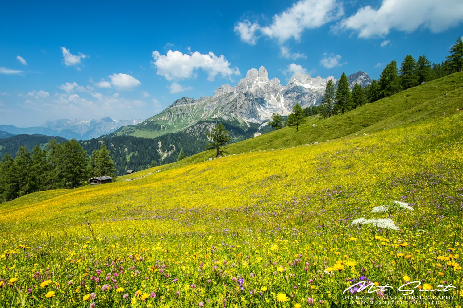 ALPINE MEADOW