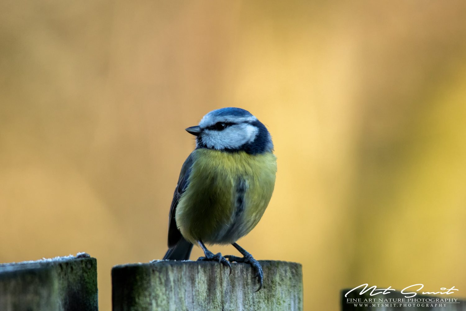 BLUE TIT