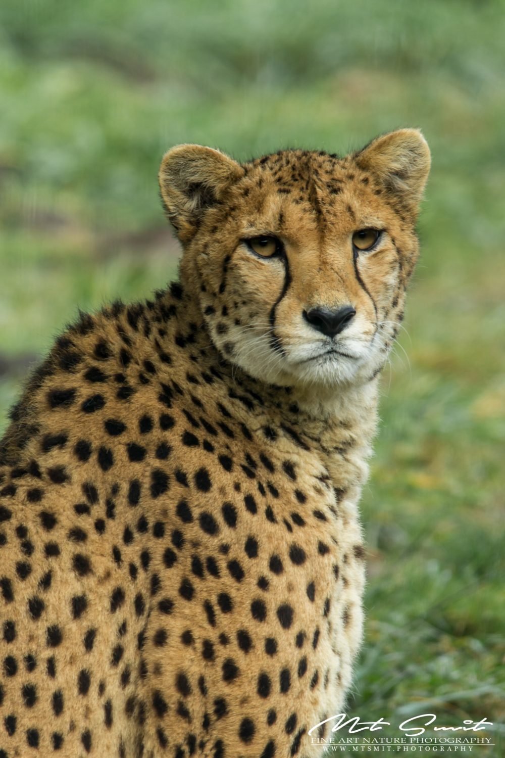 CHEETAH