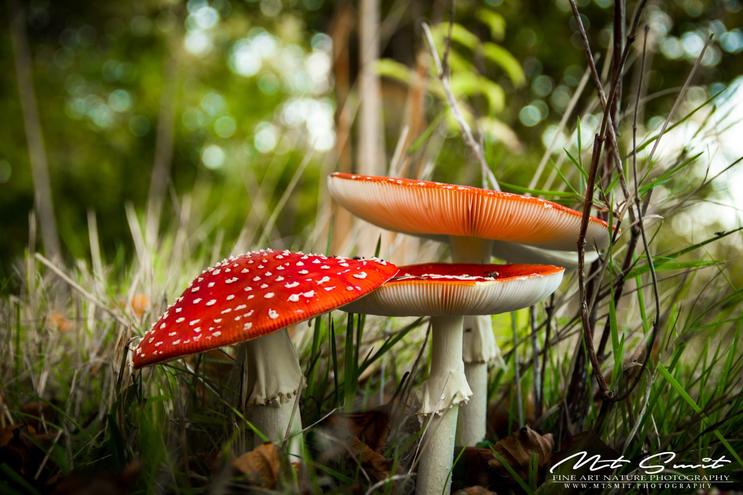 FAIRYTAILE MUSHROOMS