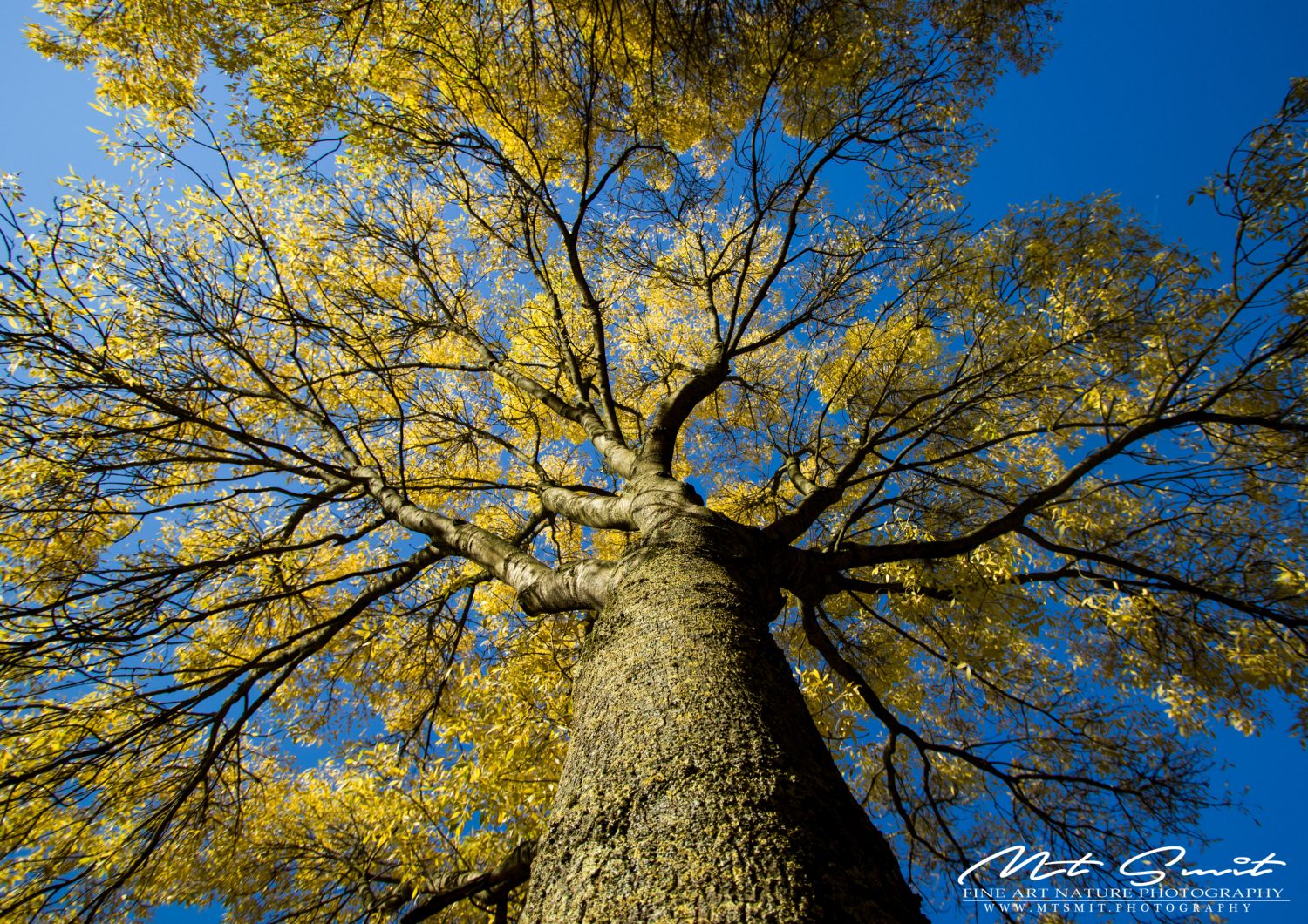 GOLDEN TREE