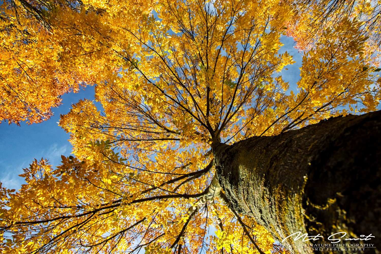 CANOPY OF GOLD