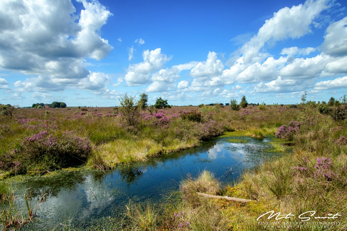 PURPLE PLAINS