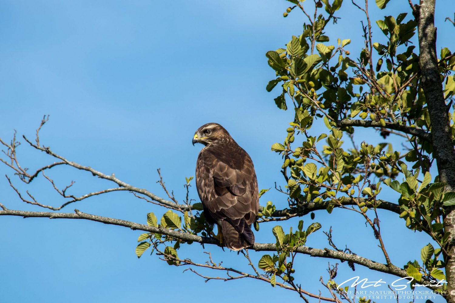 BUZZARD