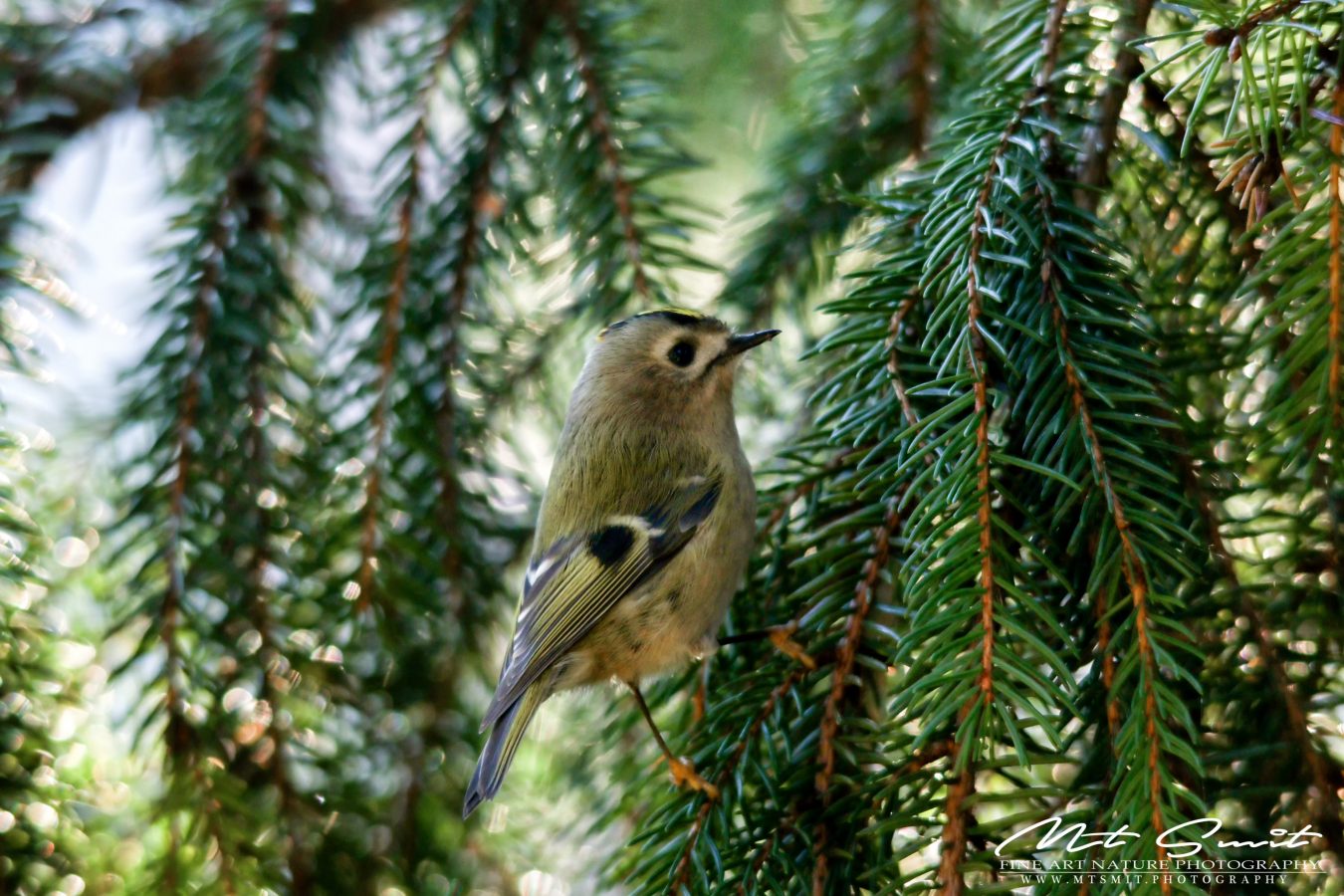 GOLDCREST
