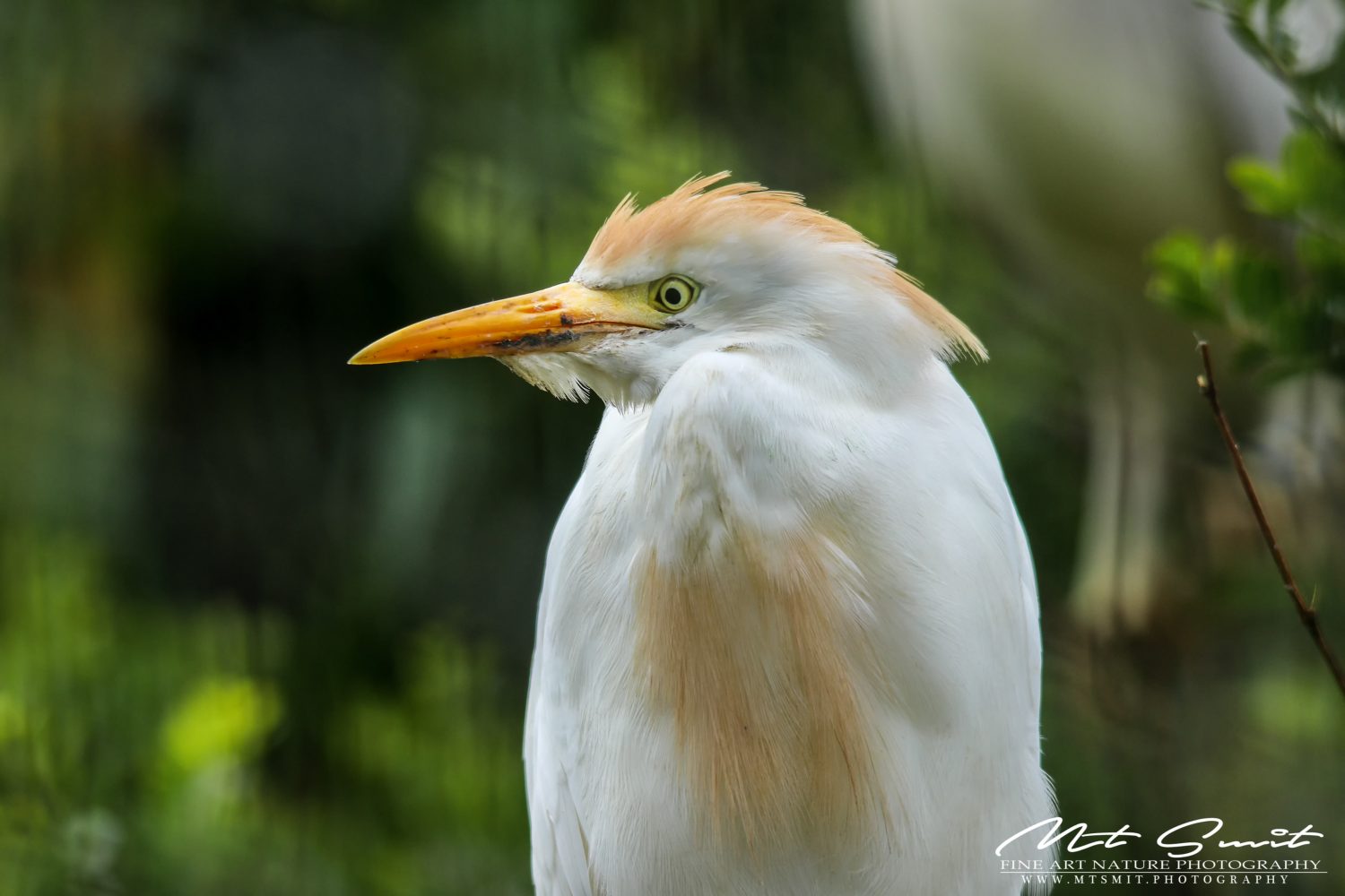 CATTLE EGRET