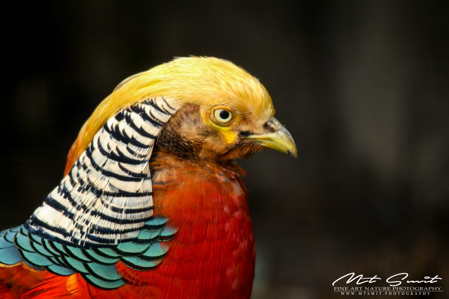DONALD TRUMP BIRD