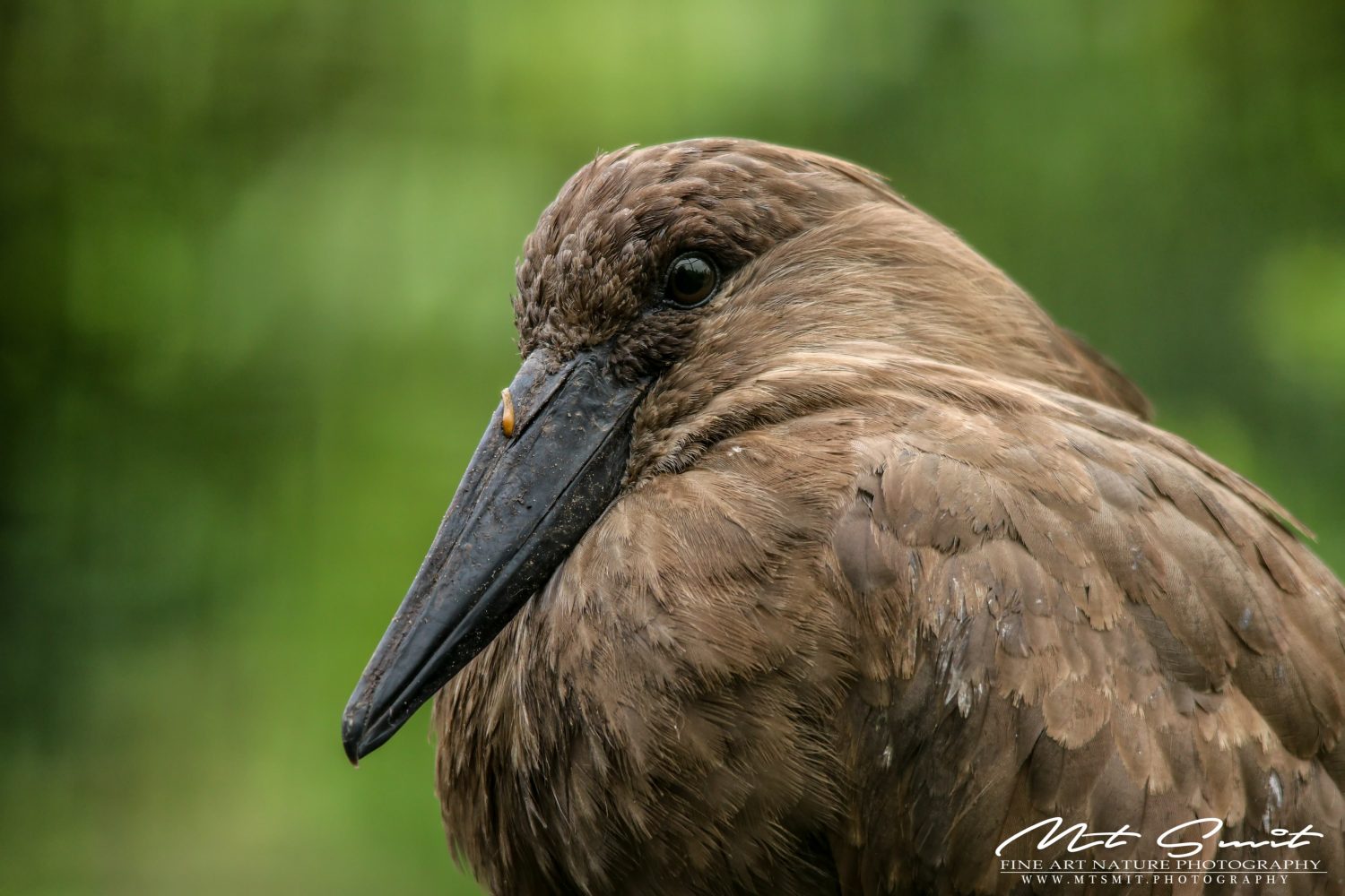 HAMMERKOP