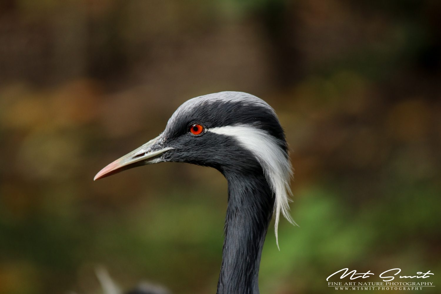 DEMOISELLE CRANE