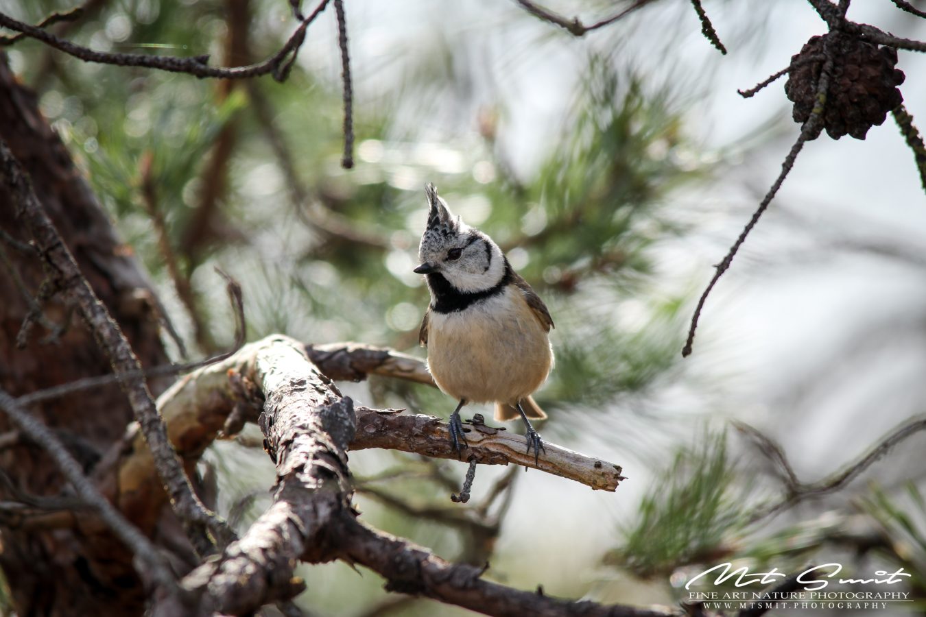 CRESTED TIT
