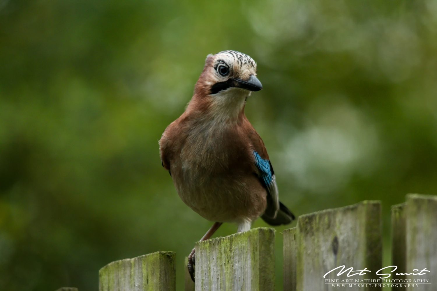 COMMON JAY