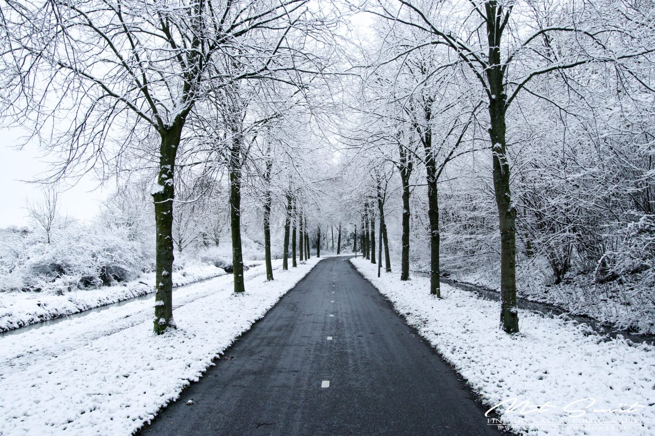 THE WHITE PATH