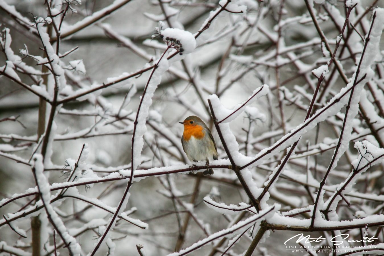 IT'S COLD OUTSIDE
