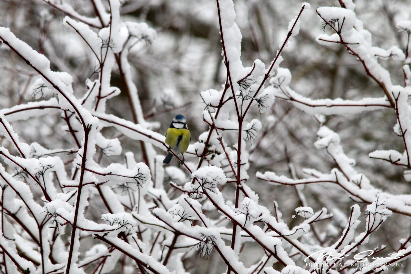 BLUE TIT IN THE SNOW