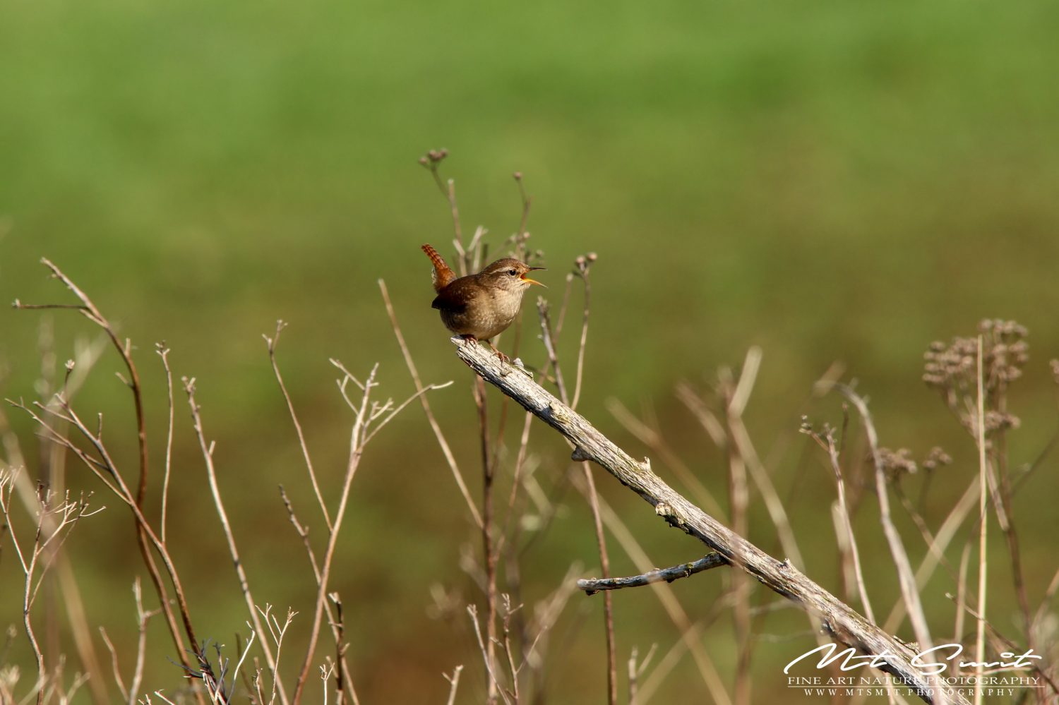 WREN