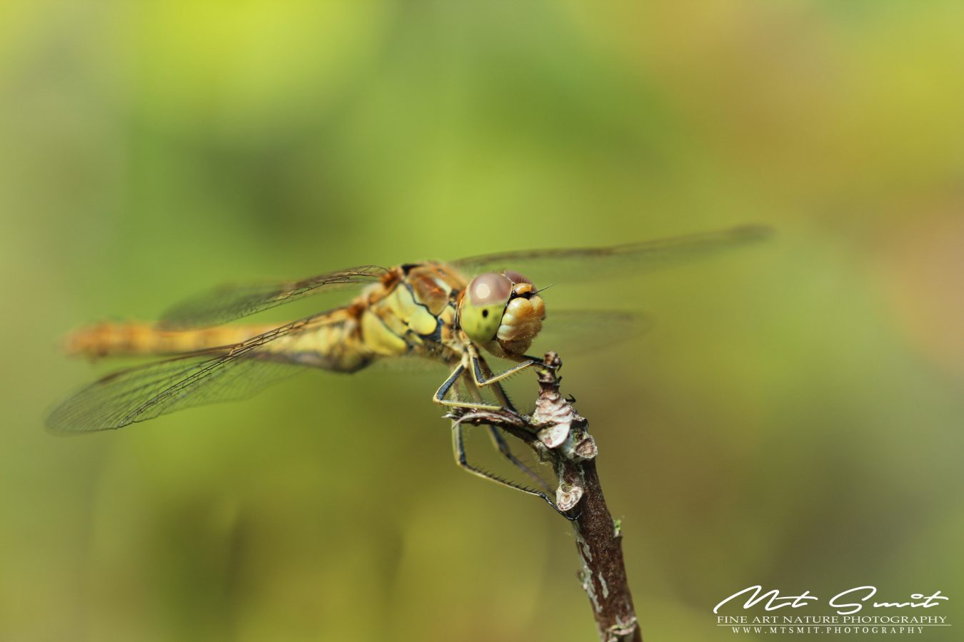 HAPPY DRAGONFLY