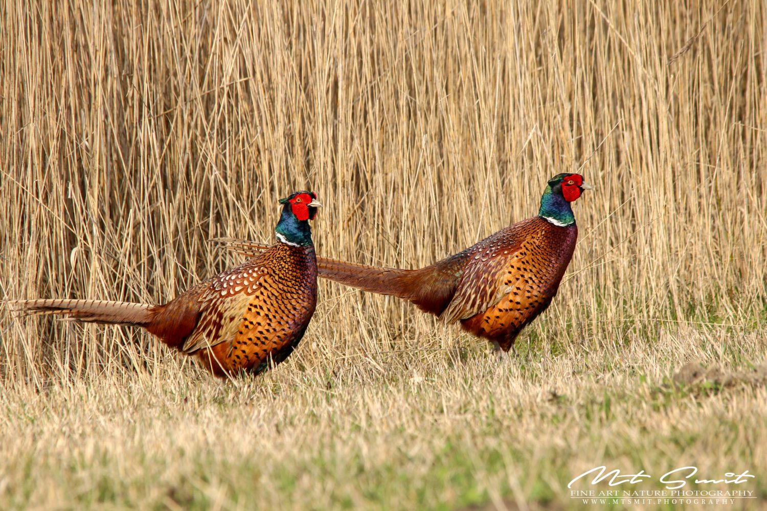 PHEASANT