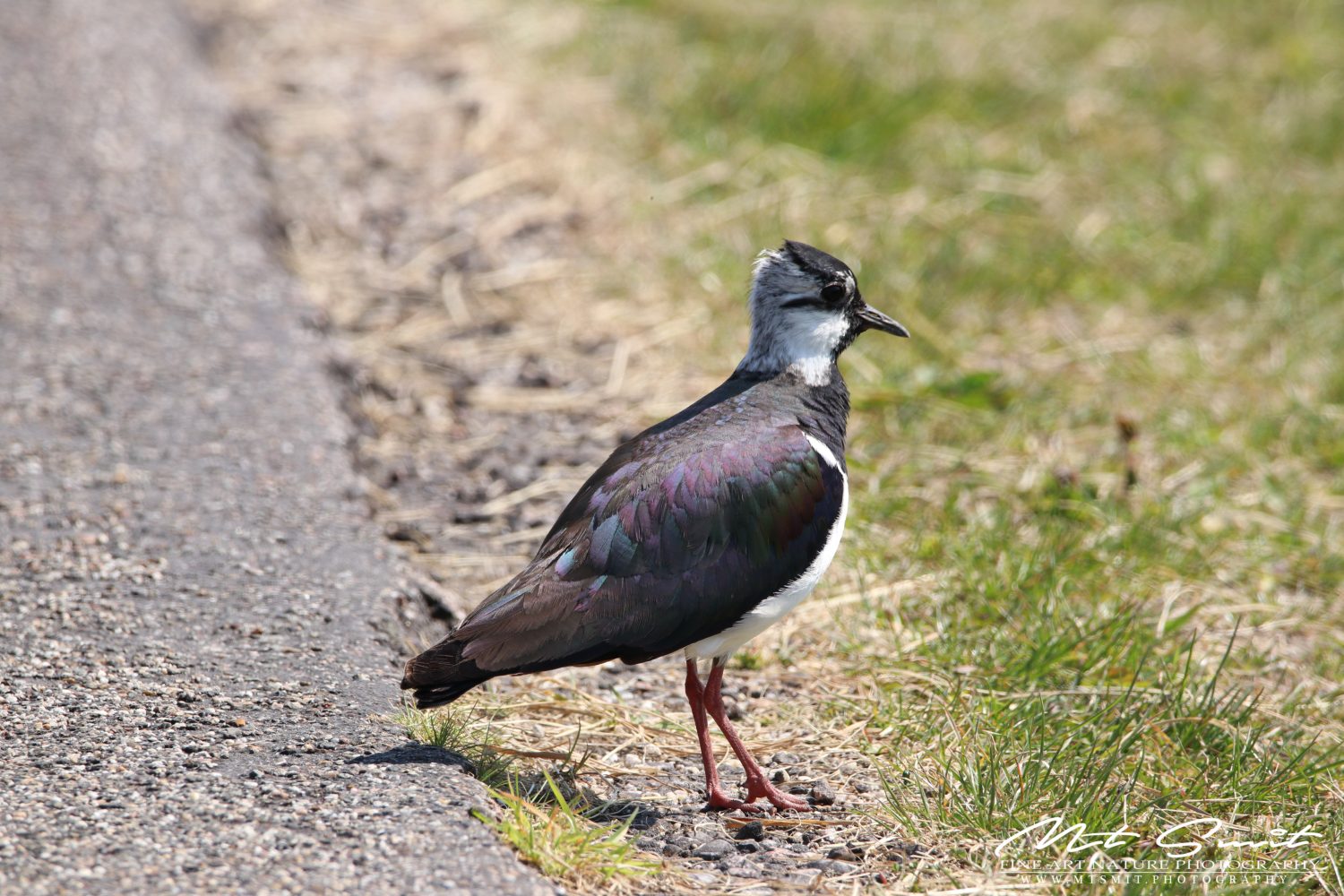 LAPWING