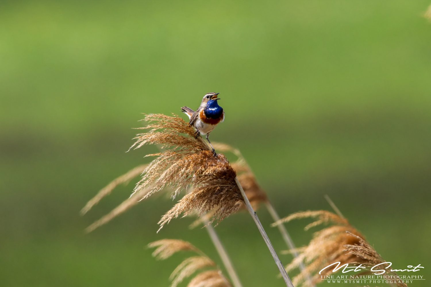 BLUETHROAT