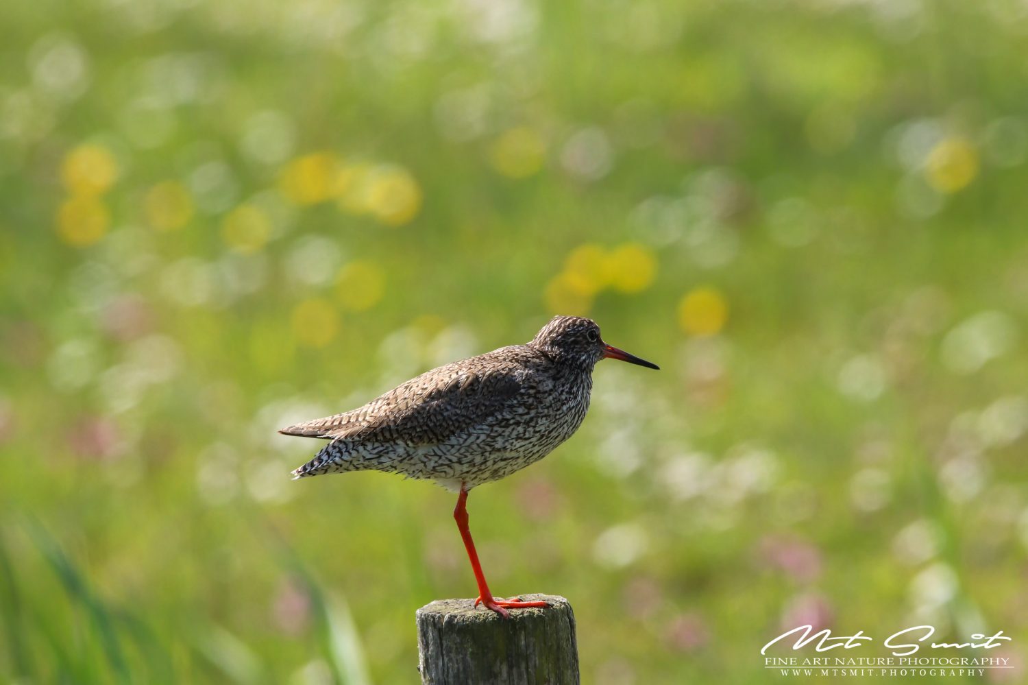 COMMON REDSHANK