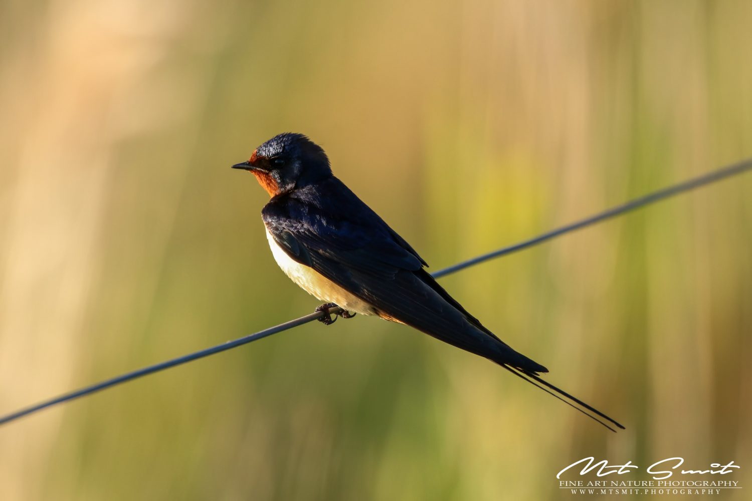 BARN SWALLOW