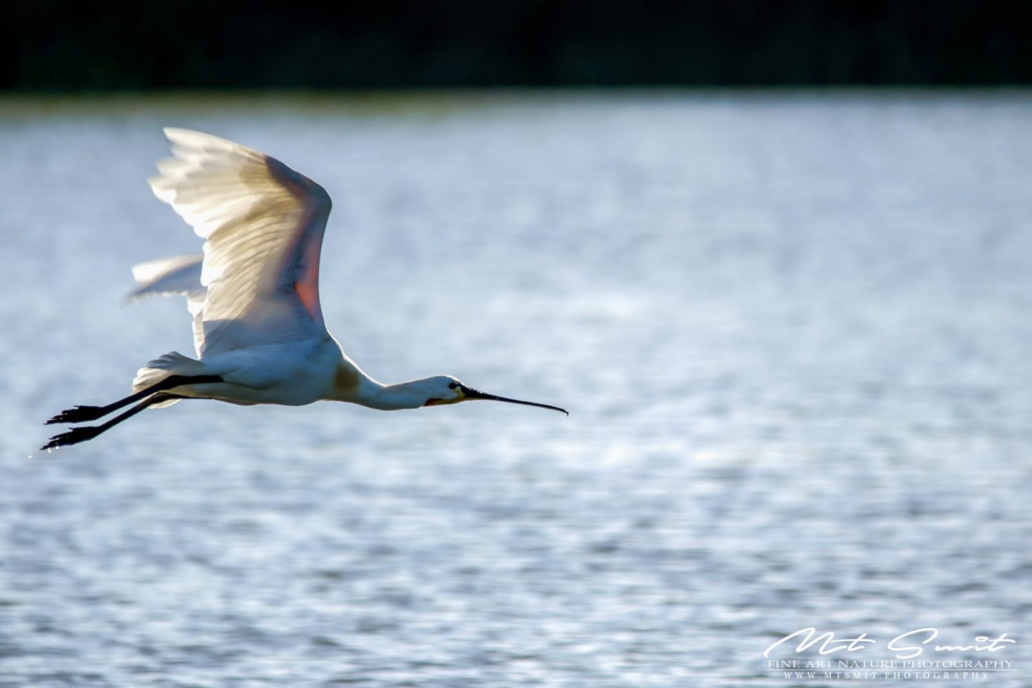 FLYING SPOONBILL