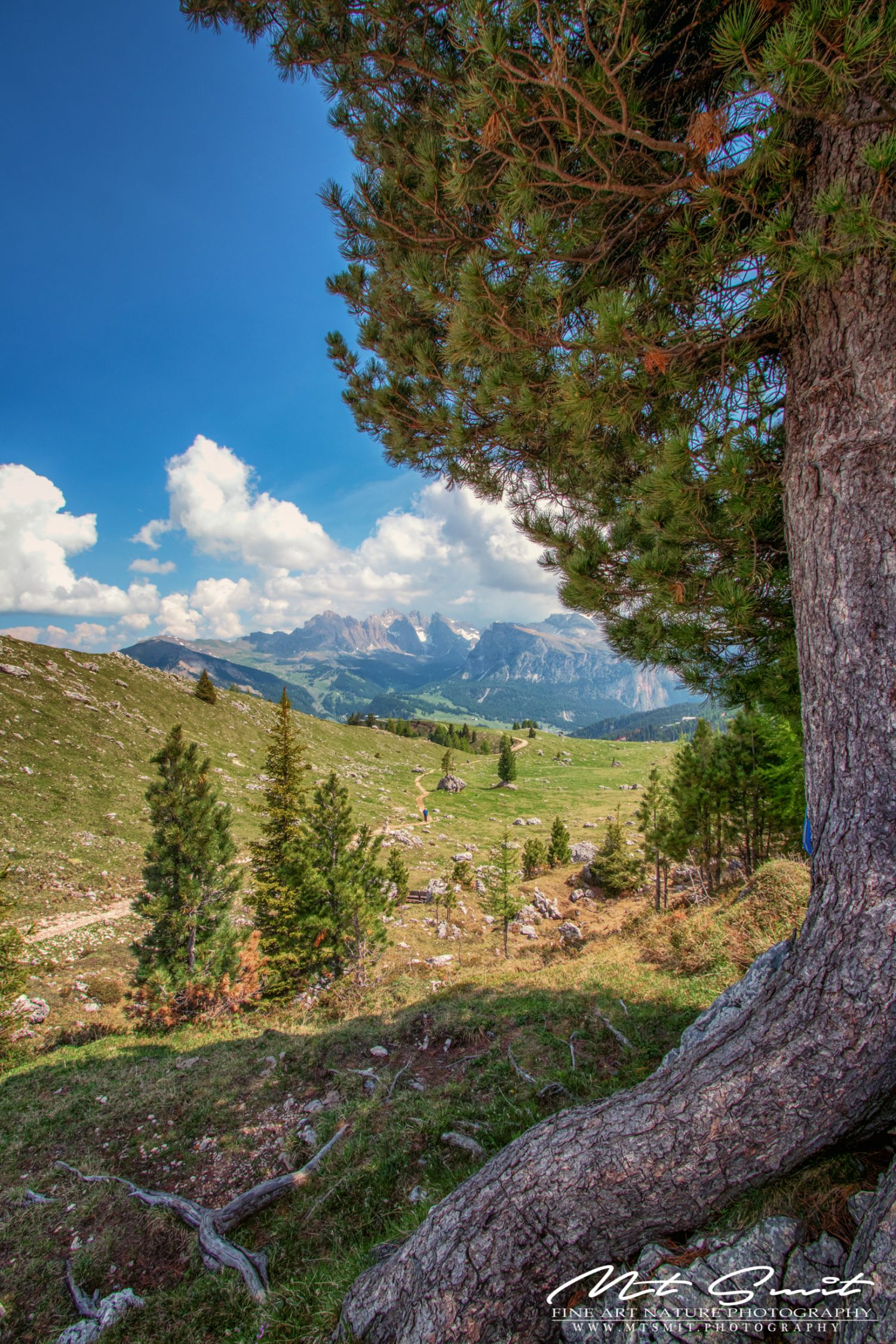 BEHIND THE TREE