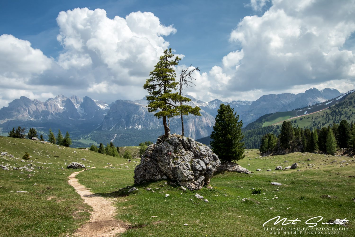 TREE OF SASSOLUNGO