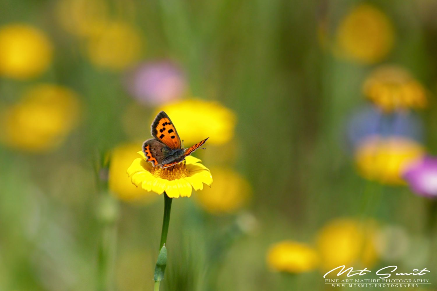 LYCAENA PHALAEAS - SMALL COPPER