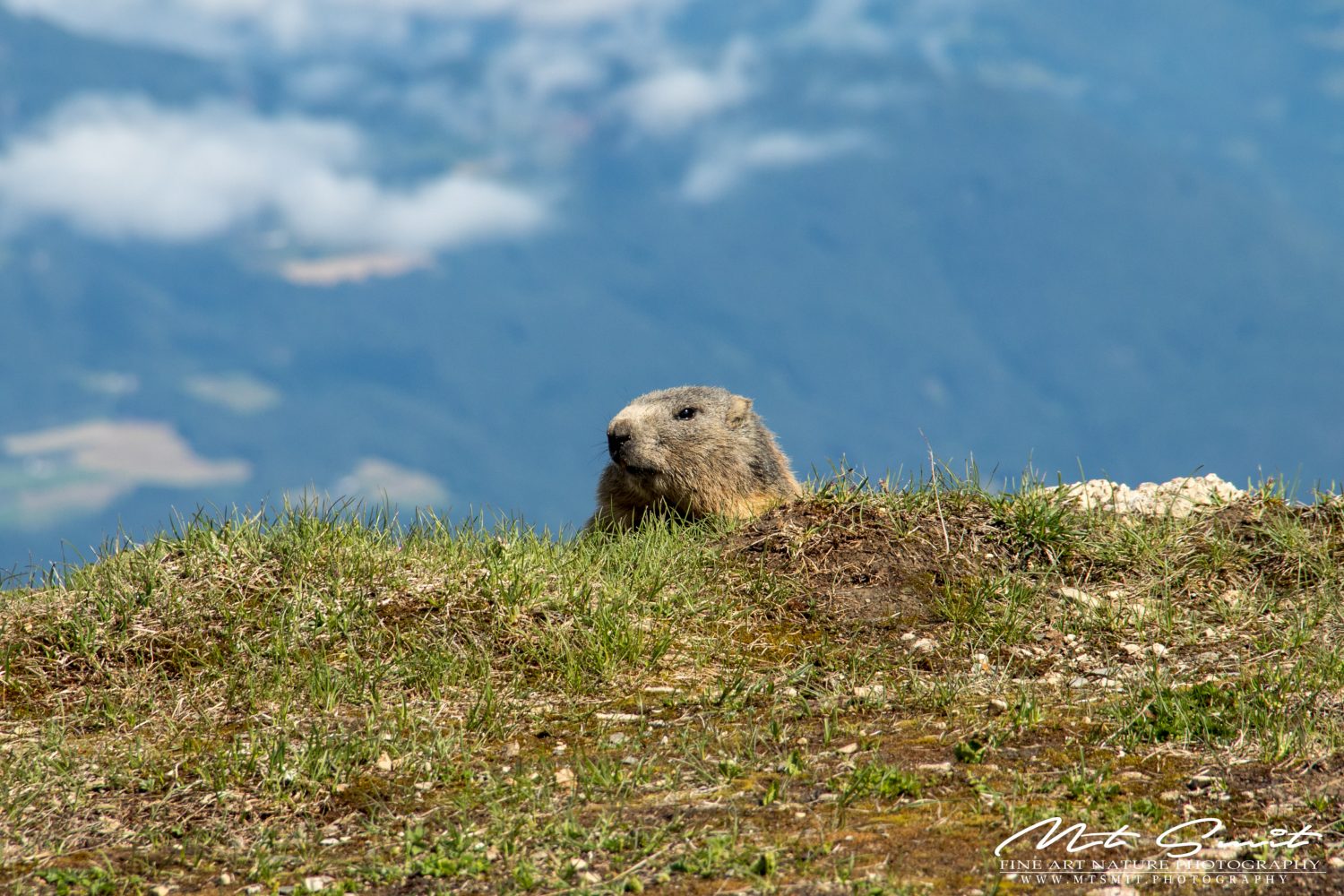 ALPINE MARMOT