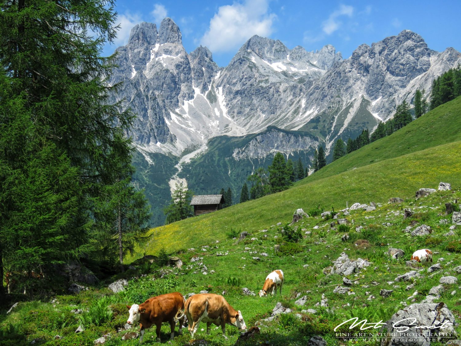 COWS NEAR BISCHOFSMÜTZE