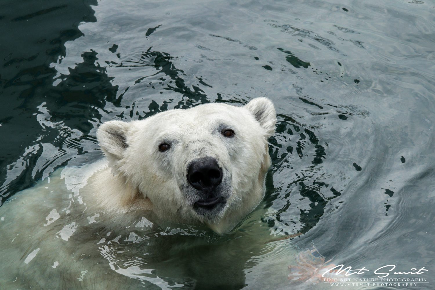 CUTE POLAR BEAR