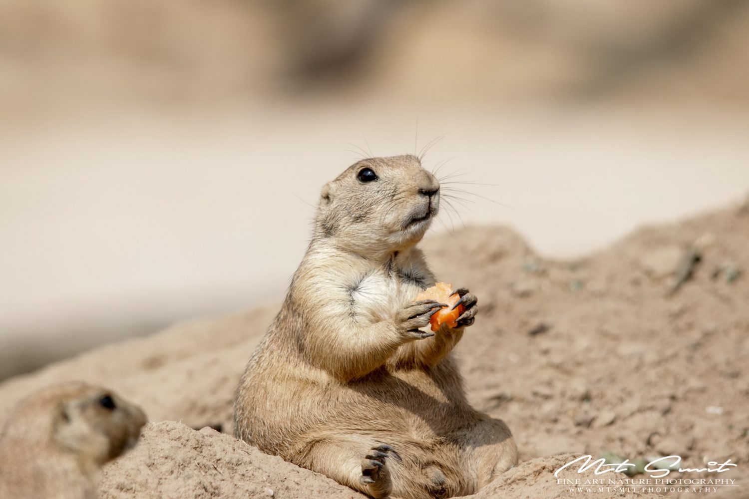EATING MY CARROT