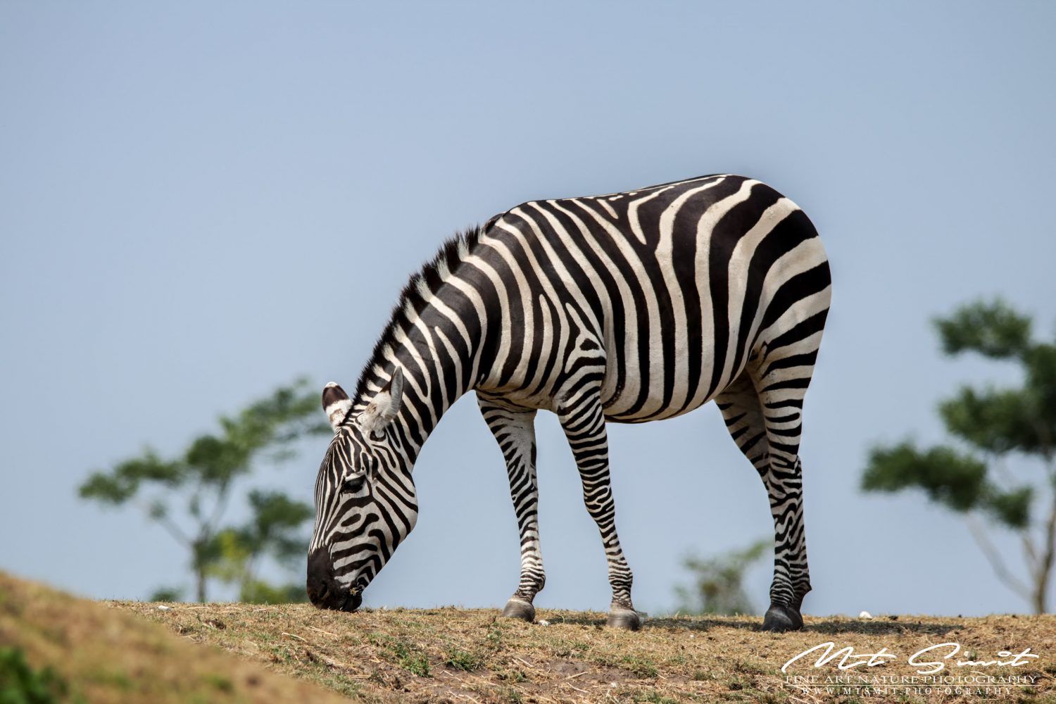 BLACK AND WHITE STRIPES