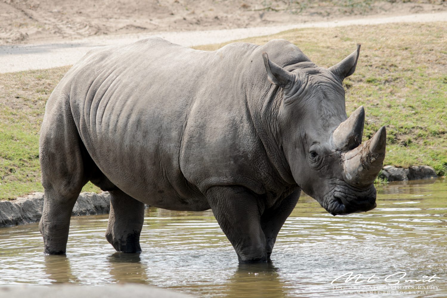 BLACK RHINO