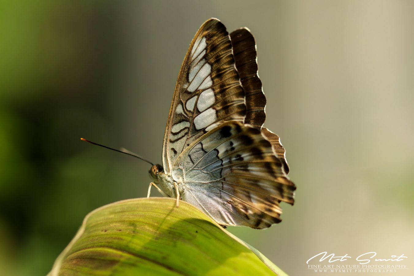 BLUE CLIPPER BUTTERFLY
