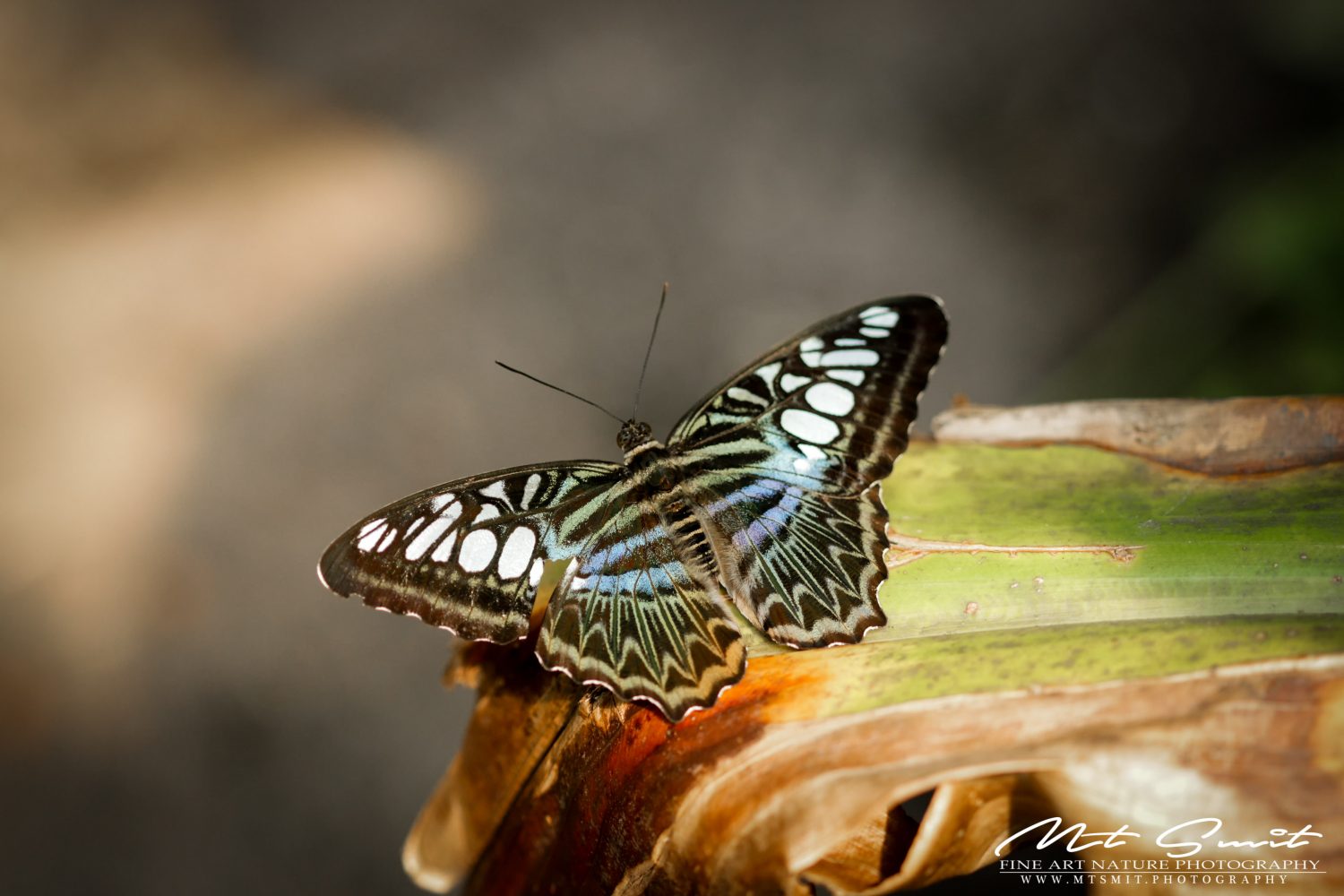 PARTHENOS SYLVIA - BLUE CLIPPER