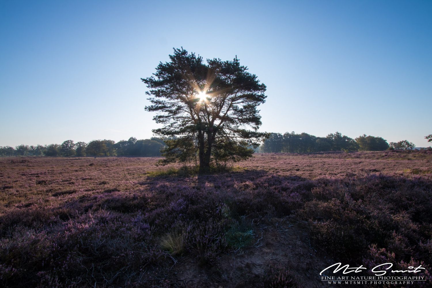 ENLIGHTED TREE