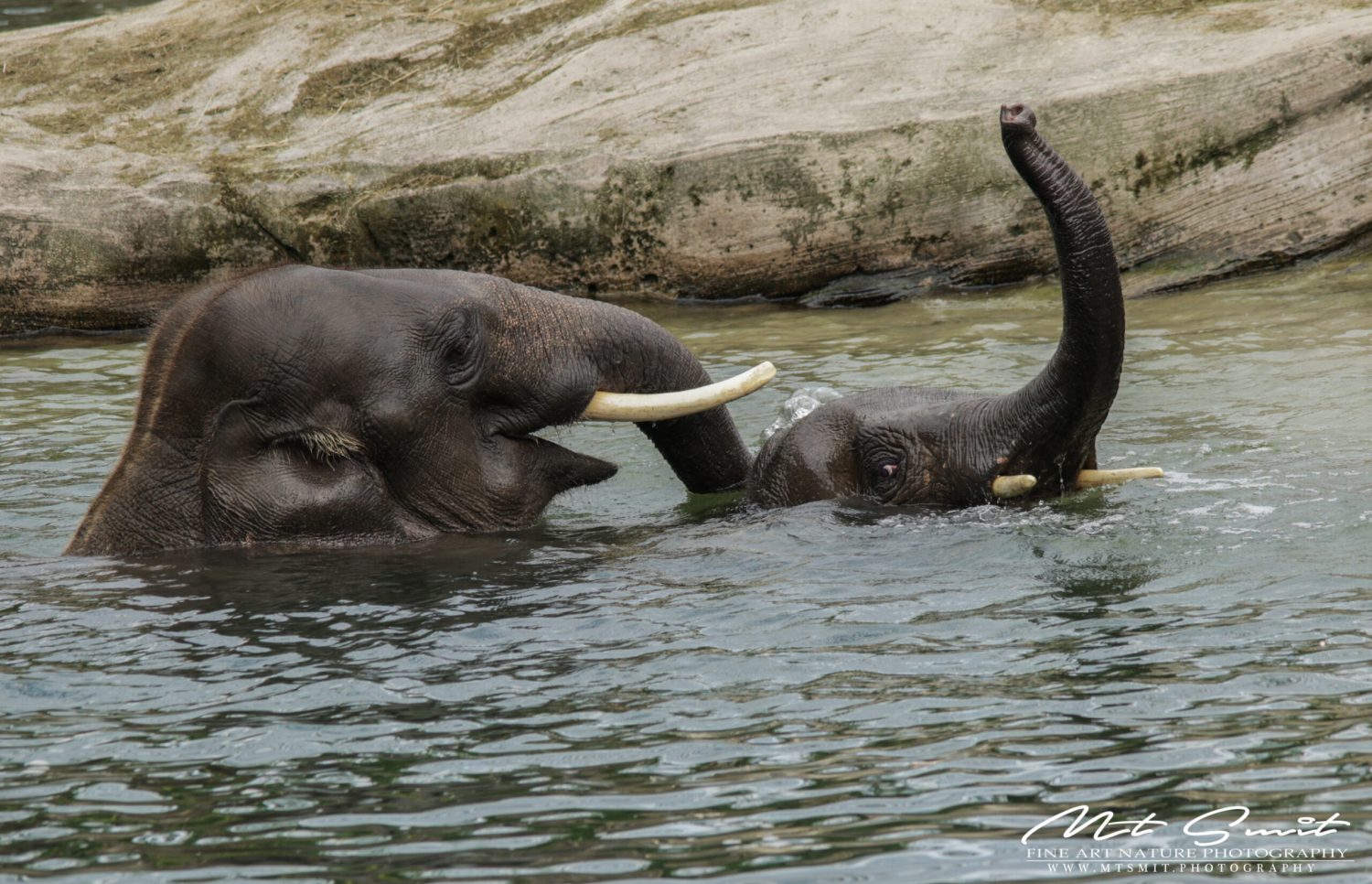 PLAYING ELEPHANTS