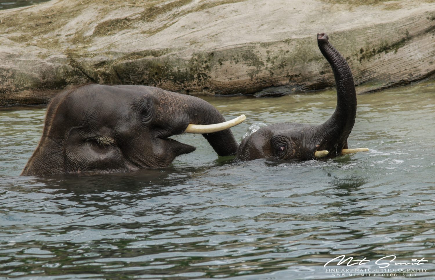 PLAYING ELEPHANTS
