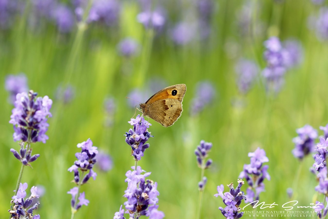 THE SMELL OF LAVENDER