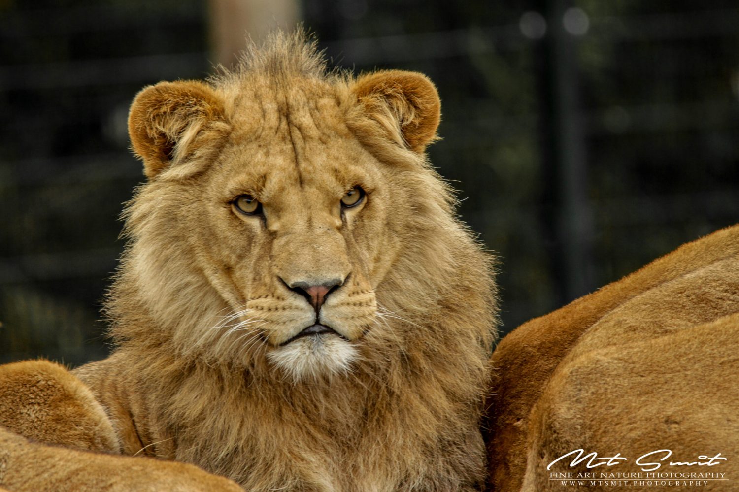 MALE LION