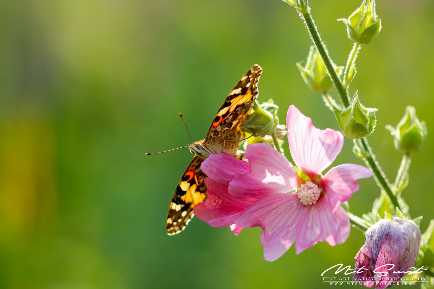 PAINTED LADY - DISTELVLINDER