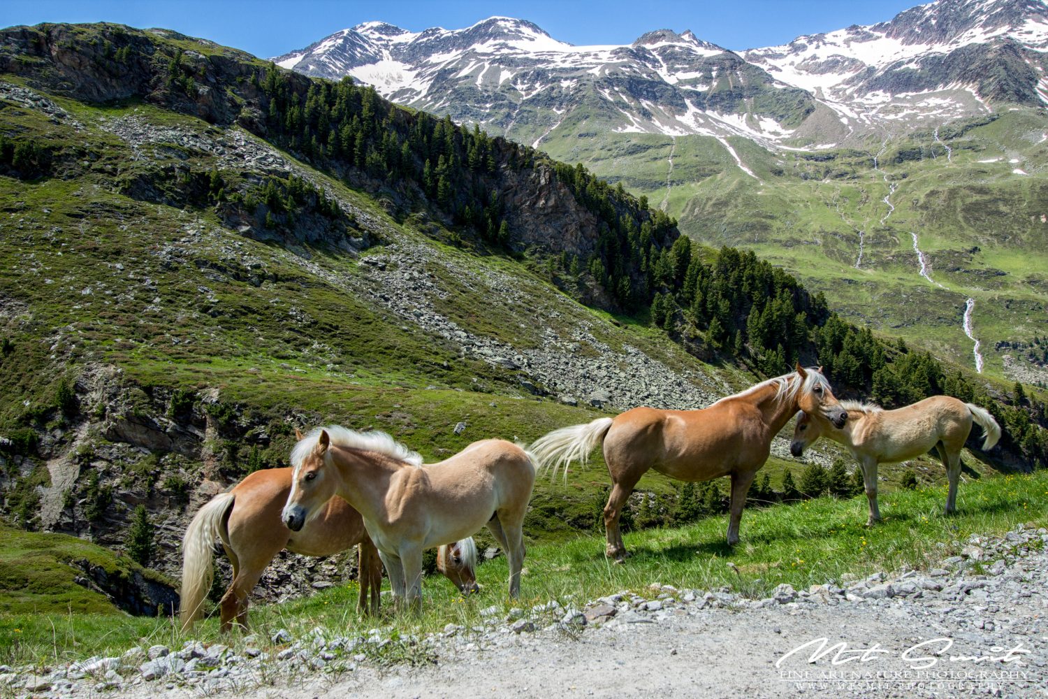 HAFLINGER HORSES